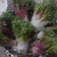 فروش گیاهان کوهی گنبو