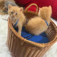 گربه بچه اسکاتیش بریتیش نر و ماده ۱۴تومان|گربه|گرگان, |دیوار