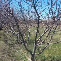 باغبانی و کشاورزی|خدمات باغبانی و درختکاری|تبریز, |دیوار