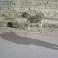 واگذاری سگ سرابی