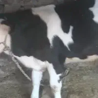 گوساله فروشی|حیوانات مزرعه|بازفت, |دیوار