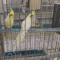 نروماده طوطی عروس|پرنده|آران و بیدگل, |دیوار