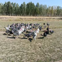 بوقلمون نر و ماده|حیوانات مزرعه|شیروان (لرستان), |دیوار