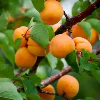 نهال زردآلو نصیری|خدمات باغبانی و درختکاری|تربت‌حیدریه, حسنی بالا|دیوار