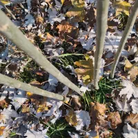 فروش نهال چیت و ترکیه