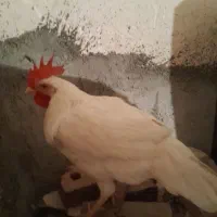 مرغ گوشتی