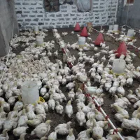 جوجه گوشتی راس|حیوانات مزرعه|اهواز, پردیس|دیوار