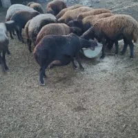 گوسفندهای آبستن|حیوانات مزرعه|تاتار علیا, |دیوار