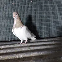 یال|پرنده|شیراز, عادل آباد|دیوار