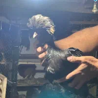 جوجه لهستانی ویاندوت ایام سمانی برهما مرغ وخروس|حیوانات مزرعه|رشت, گیل|دیوار