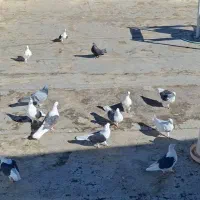 کبوتر دوکت
