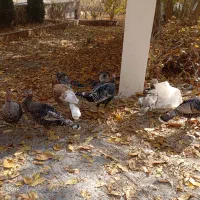 بوقلمون و اردک