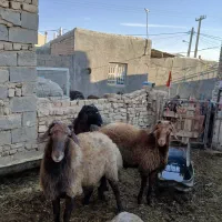 شیشک نر پرواری و بره پای پرواری سبک وزن|حیوانات مزرعه|فامنین, |دیوار