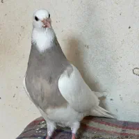 چند عدد جوجه طوقی خوب اجری و سرکه ای|پرنده|خورموج, |دیوار