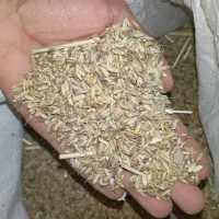 شلتوک(شلب)مال امسال