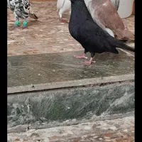 ۱۵عددکفتر|پرنده|اهواز, پردیس|دیوار