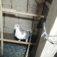 کفتر|پرنده|مشهد, فارغ التحصیلان|دیوار