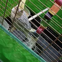 عروس هلندی نر سخن گو