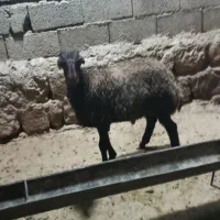 بره‌شیری