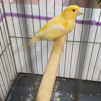 قناری نر گشیده معاوضه انگشتر نقره