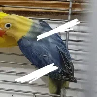 لاوبرد طوطی کوتوله پاربلو یووینگ گرینچیک قناری قفس|پرنده|مشهد, عبادی|دیوار