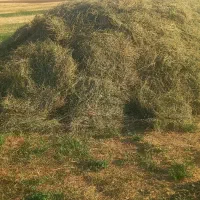 فروش یونجه تازه یه دست