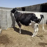 گاو ..زه دوم