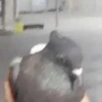 معاوضه قهوی دم سفید ماده با۲تا سرور پلاکی ماده