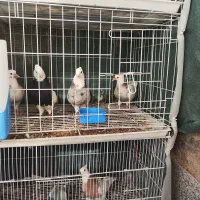 کفتر طوقی کرمانشاهی|پرنده|شیراز, شاپورجان|دیوار