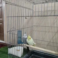 عروس هلندی|پرنده|آشتیان, |دیوار