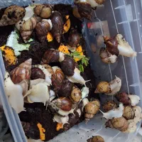 فروش حلزون آچاچینا