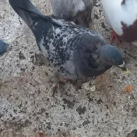 کبوتر|پرنده|جم, |دیوار