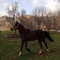 اسب|اسب و تجهیزات اسبسواری|خرمآباد, |دیوار
