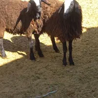 بره‌‌اصیل‌شال|حیوانات مزرعه|دشتابی, |دیوار