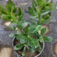 حراج گل گیاه طبیعی اپارتمانی