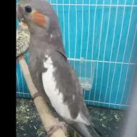 جفتعروسوجفتمرغ عشق|پرنده|تربت جام, معدآباد|دیوار