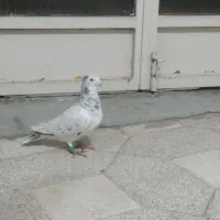 پرشی|پرنده|سبزوار, هویزه|دیوار