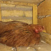 مرغ کرچ