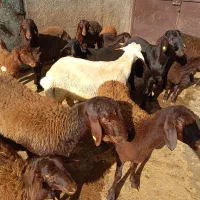 چند راس بره نر ماده هترو|حیوانات مزرعه|صائین قلعه, |دیوار