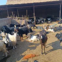 بز ترکی داشتی|حیوانات مزرعه|شیراز, کیان آباد|دیوار