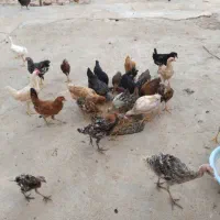 جوجه