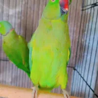 ملنگو مولد|پرنده|ساری, |دیوار