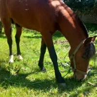 اسب کورسی|اسب و تجهیزات اسب‌سواری|ضیابر, |دیوار