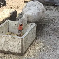 مسکویی نقره ای....بالغ|حیوانات مزرعه|عباسآباد, |دیوار