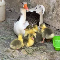 جوجه غاز محلی ۷ عدد با مادر