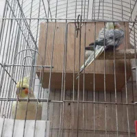 عروس هلندی مولد