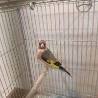 سهره کهنه و پاییزه|پرنده|دورود, |دیوار