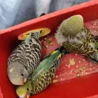 سه عدد جوجه مرغ عشق آماده برای دستی کردن|پرنده|اهواز, شهدای انتظامی|دیوار