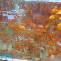 ماهی قرمز طعمه‌ اردک