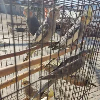 عروس هلندی|پرنده|پاکدشت, پاکدشت (مامازند)|دیوار